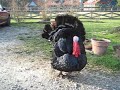 turkey gobble trauma