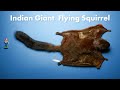 flying squirrel specimens but they keep getting bigger