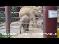 青草こねたりちぎったり投げたり🐘お鼻の動きおもしろシーン集 赤ちゃん象アルン