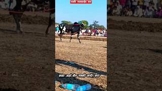 असा पाहिजे बैल ।  नांद फक्त एकच बैलगाडाशर्यत #teja  #trending #shorts #viral #shankarpat #ox #bull