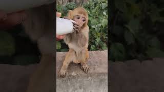 Monkey #cute monkey #trending #monkey 🐒🐒❤️