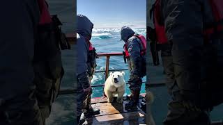 FISHERMEN rescue friendly polar bear cub🐻‍❄️🌊🐟