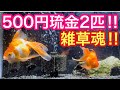 【雑草魂‼︎】500円琉金2匹‼︎【最古参金魚‼︎】