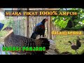 Suara pikat ayam hutan hijau, 100% ayam hutan berdatangan