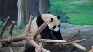 20200129 圓仔無聊不想睡 彭哥蘭姊陪玩水 Giant Panda Yuan Zai