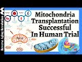 Mitochondrial Transplantation Successful in Harvard Medical School Human Trial, What's the Next Step