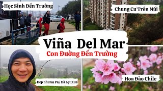 Đường Học Sinh Đến Trường Ở Viña Del Mar De Chile Đẹp Như Đà Lạt Xưa