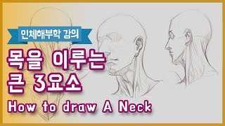 목의 형태를 이루는 3요소(How To Draw A Neck) - 오쌤 인체해부학(Anatomy Teacher O)