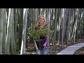 Propagating timber bamboo to containers - the easy way!