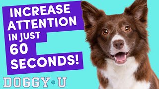 Get your DOG to PAY ATTENTION & LOOK AT YOU (without having to ask!)