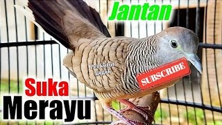 Perkutut Lokal Gacor Suara Paling Ampuh Untuk Pancingan Burung Perkutut Agar Bunyi