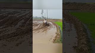 Power Tiller Accident Cultivation of land in low land. #পাওয়ার #কাদা #রাস্তা