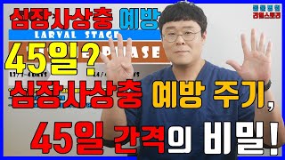 78화 - 심장사상충 예방 주기, 45일이면 충분? 45일 간격의 비밀