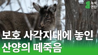 보호 사각지대에 놓인 산양의 떼죽음