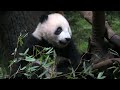 twin panda cubs shown at tokyo s ueno zoo