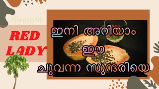 Red Lady | ചുവന്ന സുന്ദരി