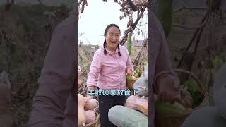 《南瓜丰收》 菜园丰收景如画，各色瓜果满枝桠， 冬瓜翠绿凝玉露，南瓜金黄醉流霞， 丰收硕果放筐下，堆积如山喜满盈。 待到佳肴呈上桌，人间至味乐无涯。南瓜丰收山东生活日记 小院时光 种瓜得瓜 咏梅小院