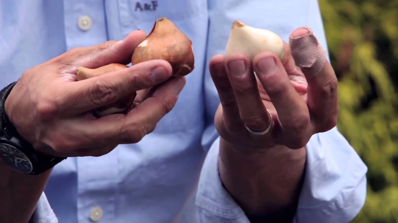 How To Plant Tulips Youtube