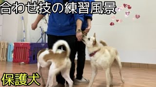 【トレーニング】Rescued dog 保護犬ジェーンちゃんののちゃん　合わせ技の練習風景