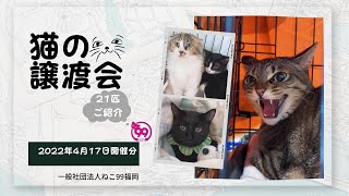 猫の譲渡会P2会場から🍀【2022年4月17日】ねこ99福岡の里親募集