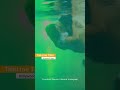 #shorts Gaurav Khanna Sizzling Kiss underwater with wife Akanksha Chamola❤️ So Romantic