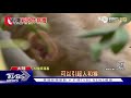 陸現首例人類感染「猴b病毒」 53歲獸醫亡｜tvbs新聞