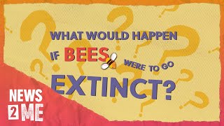 Why are bees so important? | News2Me