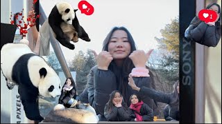 Энэ хулсны баавгай чинь 🐼| how cute! 🎋| museum, 🇨🇳🥘