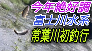 絶好調だと言う富士川水系！常葉川に初釣行してきました