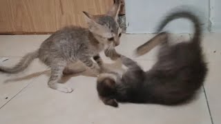 Funny  kitten playing with other kitten || they are adorable