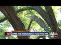 WATCH: Huge tree branch barely misses Waldo man