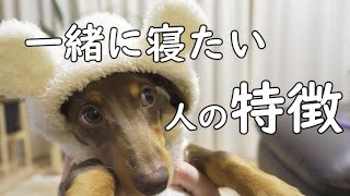 犬が一緒に寝る人の特徴