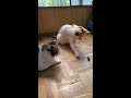 セミと遊ぶ猫