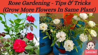 Rose Gardening ~ Tips \u0026 Tricks (Grow More Flowers In Same Plant) #organic #garden #terracegarden