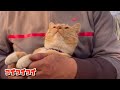 【1 28】日曜日の農家ネコたち🐈‍⬛🐈【農園生活ダイジェスト】