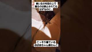 飼い主の布団で寝るのは禁止されてるはずなのに…こっそり寝ているおばあちゃん柴わんこ『はな』