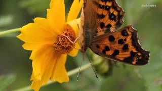 네발나비_Polygonia c-aureum_국립환경과학원