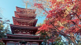 本土寺の紅葉｜Hondoji-temple Autumn leaves（Autumn colors）｜Matsudo City Chiba Prefecture Japan