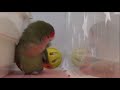 かわゆいモアちゃんのドアップ＆おしゃべりタイム～♫【コザクラインコ lovebird】