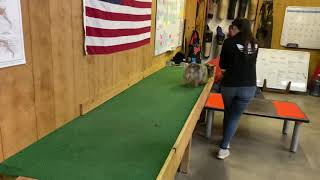 Super Dream Dog Norwich Terrier “Norbert” Agility Practice @ Dream Dog Sales