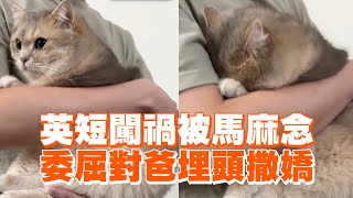 英短貓闖禍被媽念！委屈躲爸懷裡撒嬌😿｜寵物動物｜英國短毛貓｜精選影片