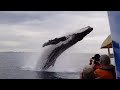 🐋 Majestic Whale Jumps Out Of The Water During A Sight Seeing Tour!  🌏🐋