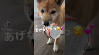 ママがアイス食べると太るから奪ってあげたぜ‼️ #マメちゃん #豆柴 #柴 #アイスクリーム #犬