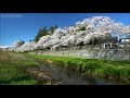 上越高田 青田川沿い満開の桜並木