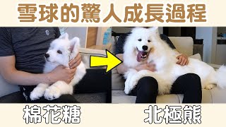 【薩摩耶 SAMOYED】從棉花糖變北極熊! 雪球的驚人成長過程~