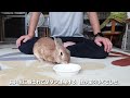 飼い主に騙されたウサギが激怒して足ダン連発！　 no.1143