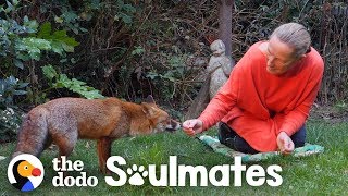 Watch How This Woman Befriended A Wild Fox | The Dodo Soulmates