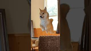 ウサギのように躍動する柴犬