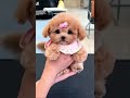 cutest little puppy dog dog puppy doglover cutedog cuteanimals pets youtubeshorts shorts