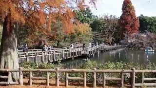 晩秋の井の頭公園　きれいな紅葉　２０１５．１１．２１　Inokashira Park Kichijoji